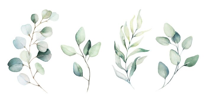 Papier peint  Plantes et feuilles aquarelles
