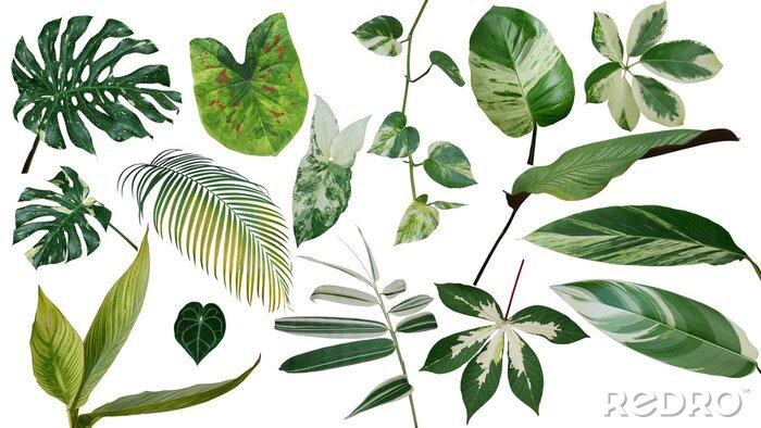 Papier peint  Plantes et feuilles sur fond blanc