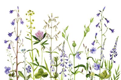 Papier peint  Plantes et fleurs des champs