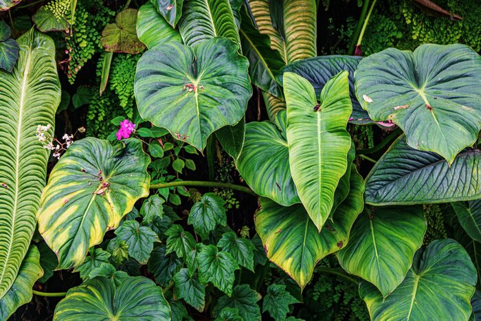 Papier peint  Plantes exotiques