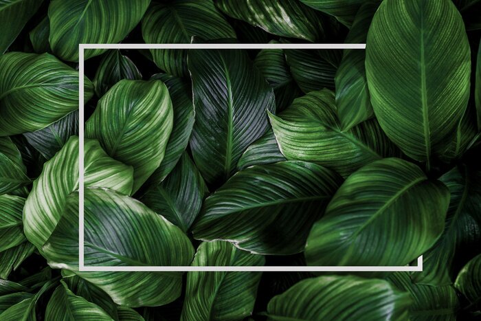 Papier peint  Plantes exotiques et cadre blanc