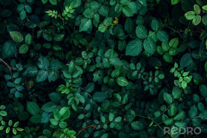 Papier peint  Plantes grimpantes au printemps