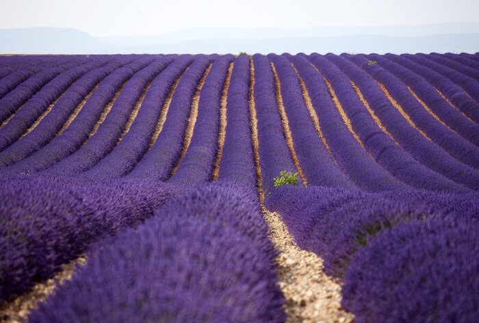 Papier peint  Plantes mauves dans un champ