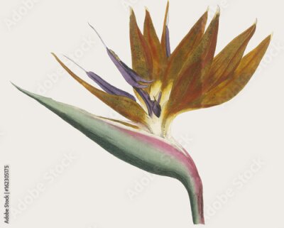 Papier peint  Plantes - Strelitzia - Curtis. Date: 1790