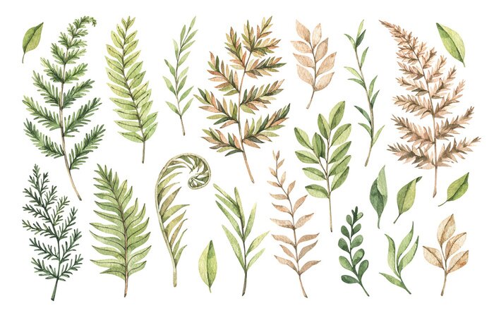 Papier peint  Plantes sur l'illustration