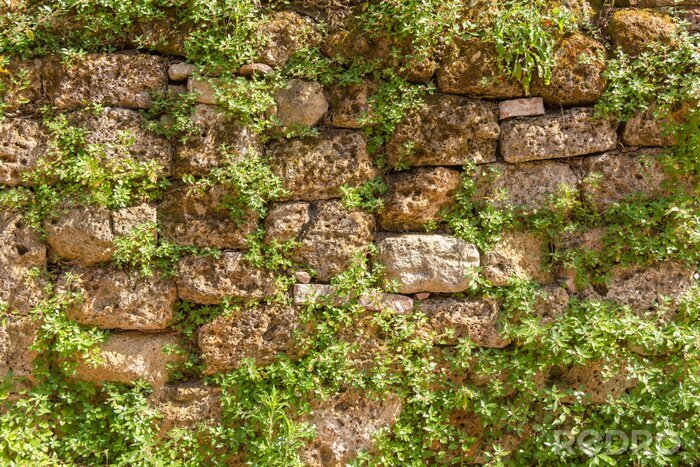 Papier peint  Plantes sur un mur de pierre