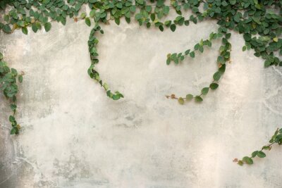 Papier peint  Plantes sur un mur en béton