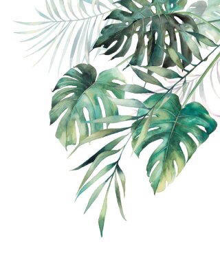 Plantes tropicales aux feuilles vert foncé