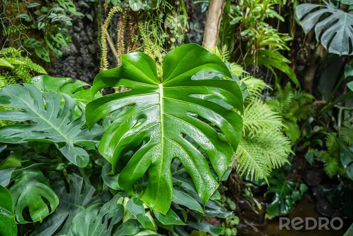 Papier peint  Plantes tropicales dans la forêt