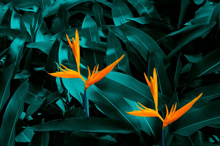 Papier peint  Plantes tropicales dans la forêt vierge