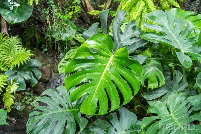 Papier peint  Plantes tropicales dans une forêt exotique