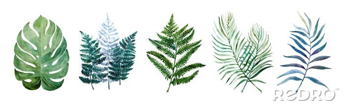 Papier peint  Plantes tropicales sous forme de feuilles