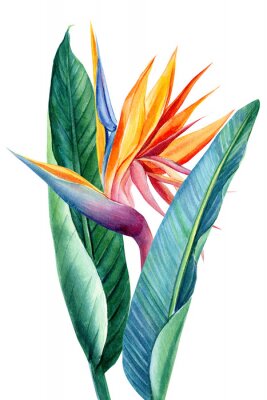 Papier peint  Plantes tropicales Strelitzia sur fond blanc