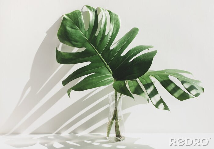 Papier peint  Plantes tropicales sur fond clair