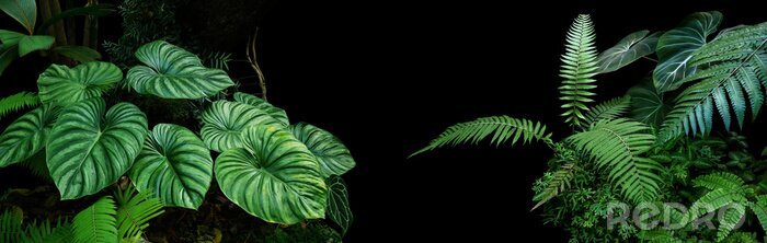 Papier peint  Plantes tropicales sur fond noir