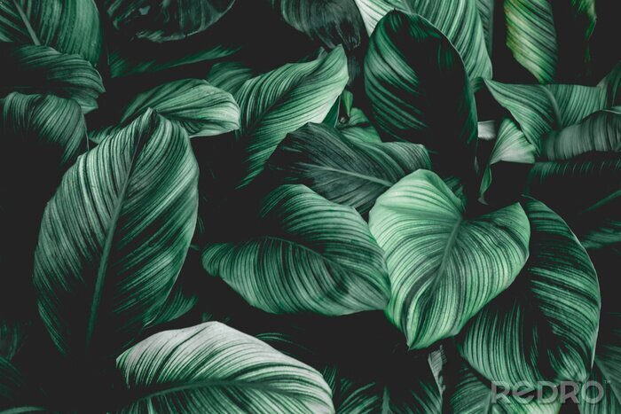 Papier peint  Plantes tropicales vert foncé