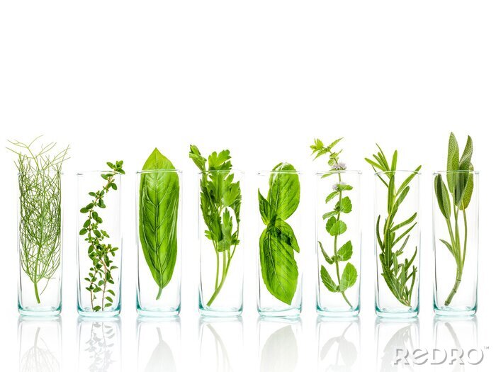 Papier peint  Plantes vertes dans des vases