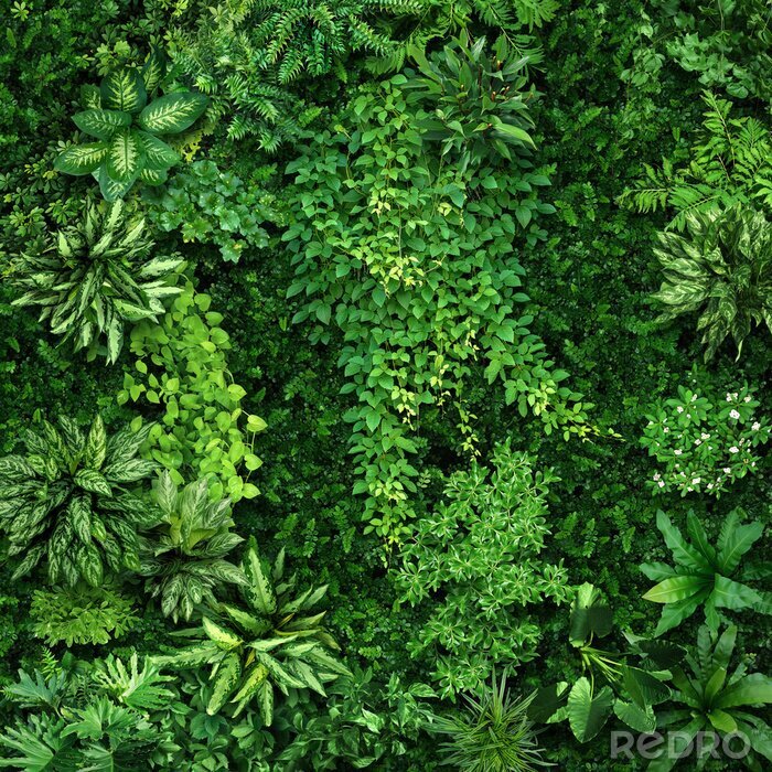 Papier peint  Plantes vertes denses