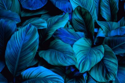 Plantes vertes et bleues