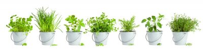Papier peint  Plantes vertes et herbes en pots