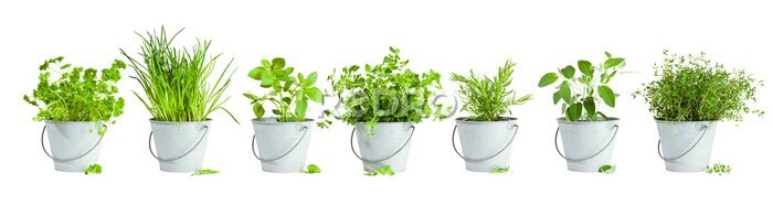 Papier peint  Plantes vertes et herbes en pots