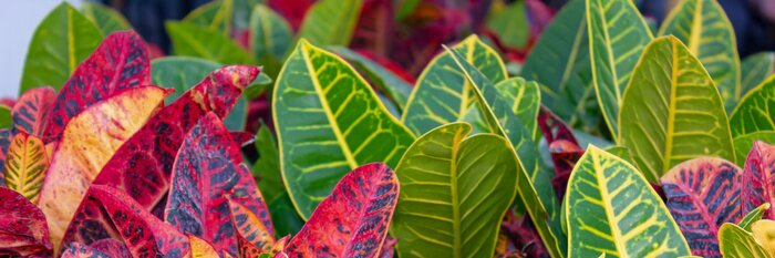 Papier peint  Plantes vertes et roses