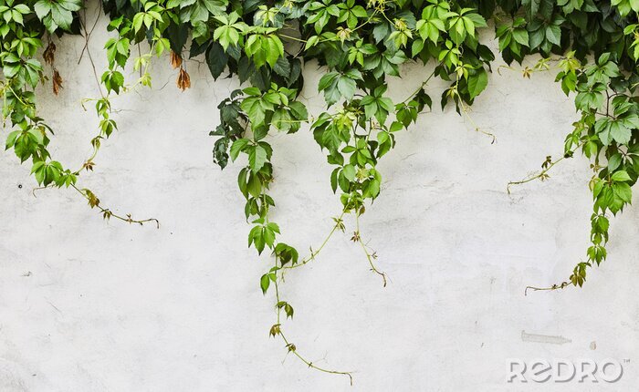 Papier peint  Plantes vertes serpentant sur le mur