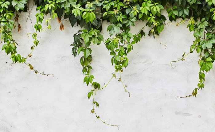 Papier peint  Plantes vertes serpentant sur le mur
