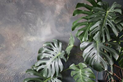 Papier peint  Plantes vertes sur fond gris