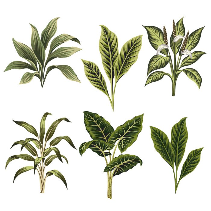 Papier peint  Plantes vintage exotiques