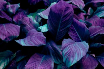 Papier peint  Plantes violettes tropicales