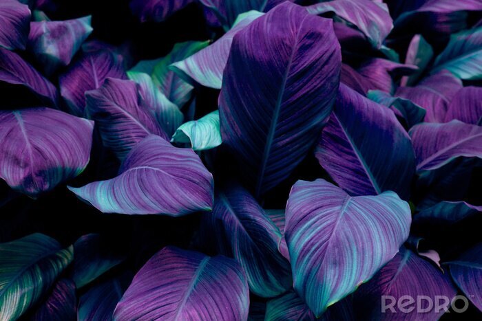 Papier peint  Plantes violettes tropicales
