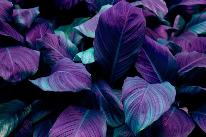 Papier peint  Plantes violettes tropicales