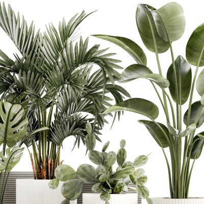 Papier peint  Plants white modern pot Monstera strelitzia cactus  isolated on white background 