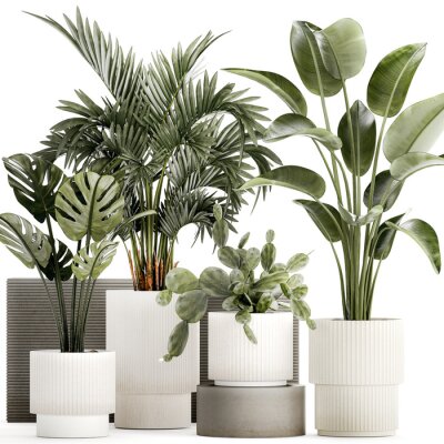 Papier peint  Plants white modern pot Monstera strelitzia cactus  isolated on white background 