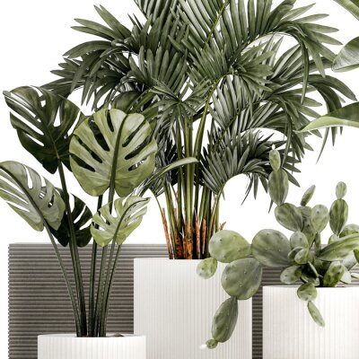Papier peint  Plants white modern pot Monstera strelitzia cactus  isolated on white background 