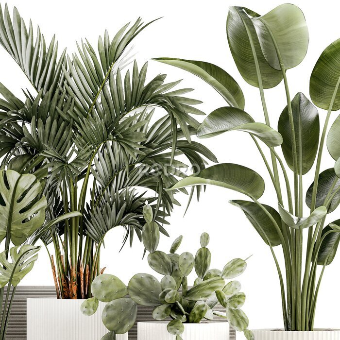 Papier peint  Plants white modern pot Monstera strelitzia cactus  isolated on white background 