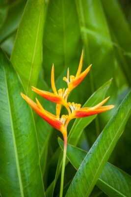Papier peint  Pleine floraison de l'Oiseau du Paradis fleur Strelitzia Ait fond utilisé