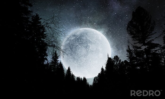 Papier peint  Pleine lune sur une forêt de conifères