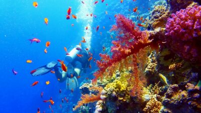 Plongée et récif corallien