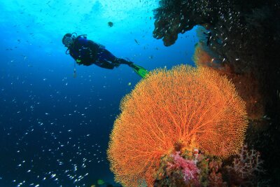 Papier peint  Plongée sous-marine sur le récif de corail tropical avec des poissons sous-marine