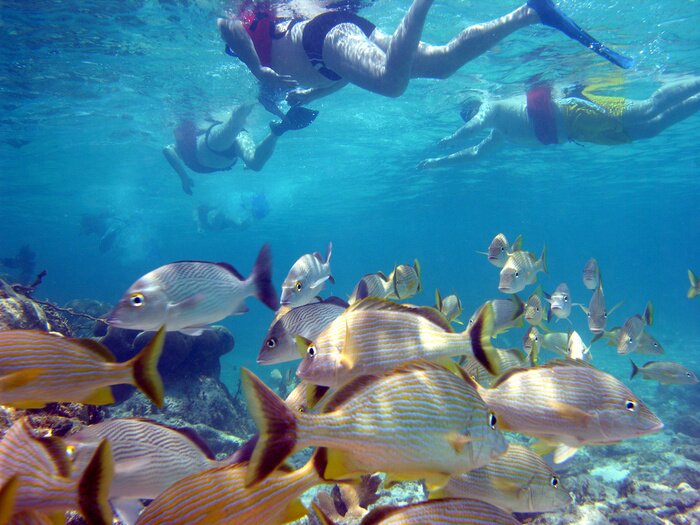 Papier peint  Plongée sportive au milieu des poissons