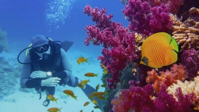 Plongeur regardant beau récif de corail avec des coraux mous violets et de beaux poissons coraux de papillons jaunes