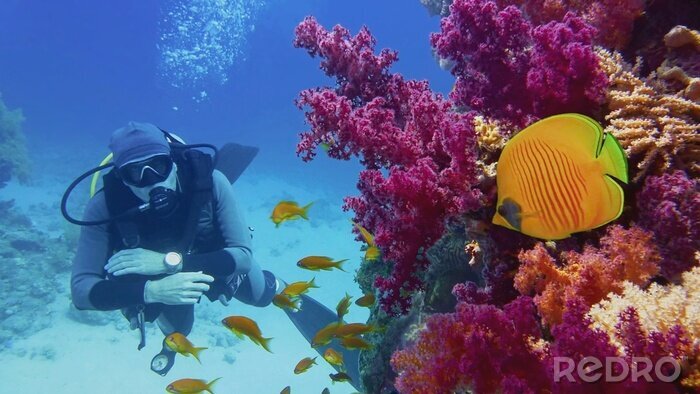 Papier peint  Plongeur regardant beau récif de corail avec des coraux mous violets et de beaux poissons coraux de papillons jaunes
