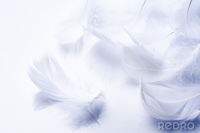 Papier peint  Plumes blanches éthérées