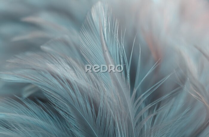 Papier peint  Plumes bleues 3D prise de vue rapprochée