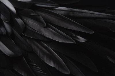 Papier peint  plumes d'oiseaux noirs