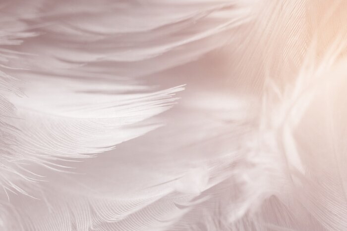 Papier peint  Plumes d'oiseaux pastel