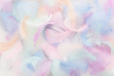 Papier peint  Plumes d’oiseaux en couleurs pastel