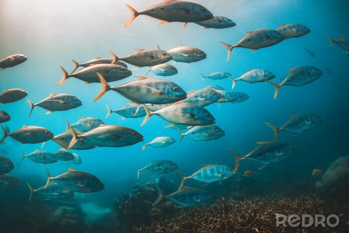 Papier peint  Poisson de mer dans l'eau bleue
